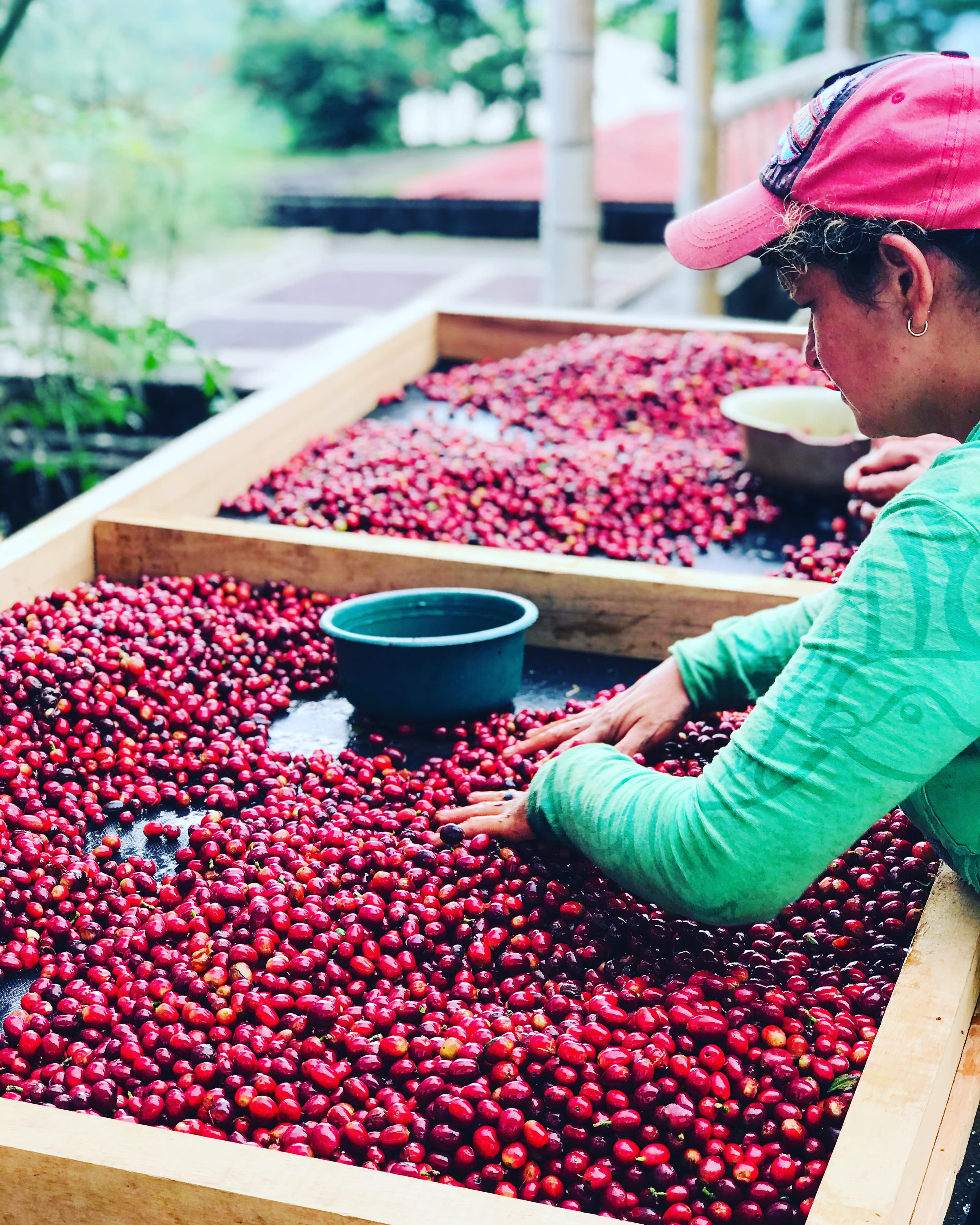 Coffee farm landscape